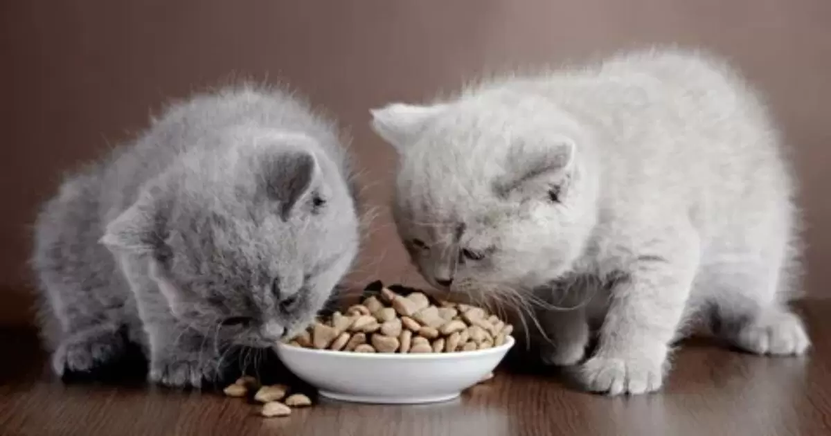 Is Special Kitty Cat Food Nutritious