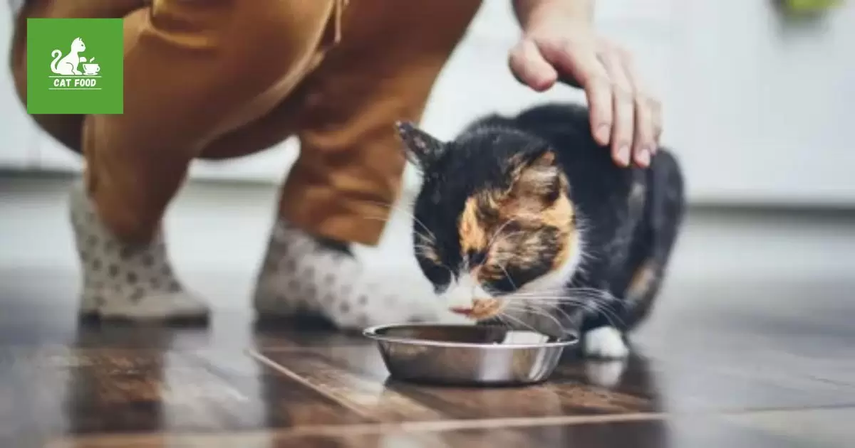 Keeping Your Cat Interested In Its Food