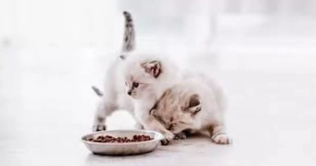 Making Your Kitten Food