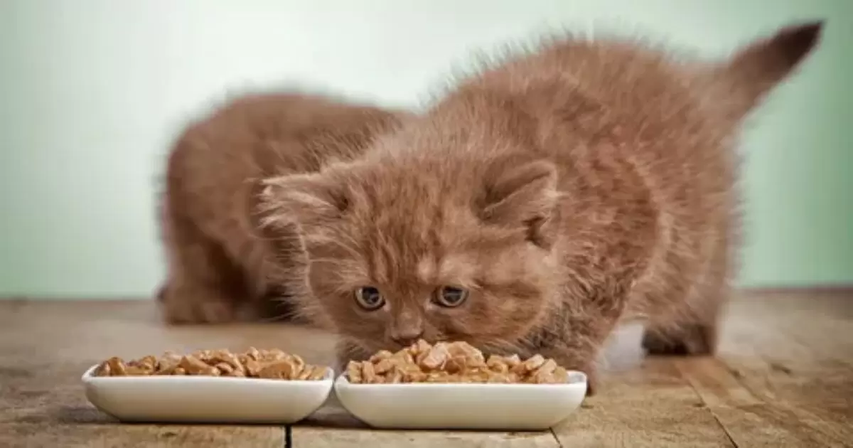Nutrient Differences in Kitten Food