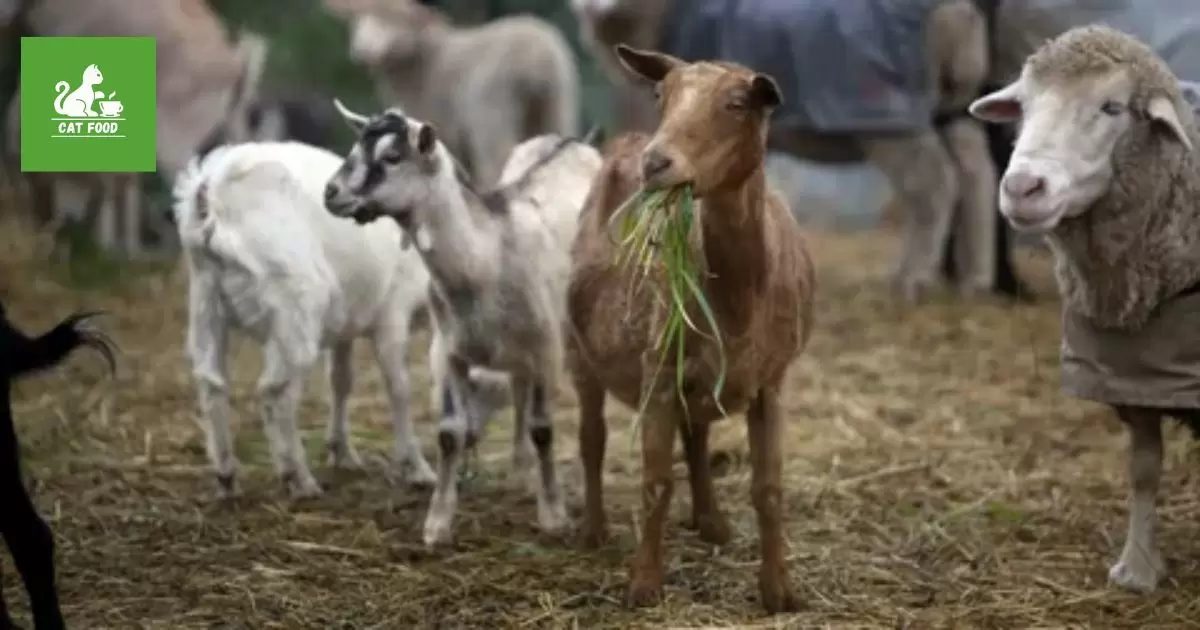 Nutritional Differences Between Goats and Cats
