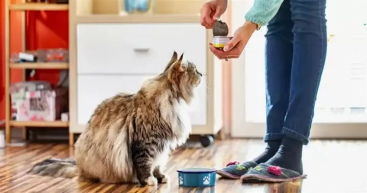 Pros and Cons of Wet Cat Food