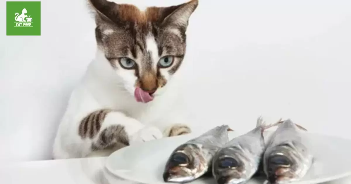 Risks of Feeding Fish Food to Felines