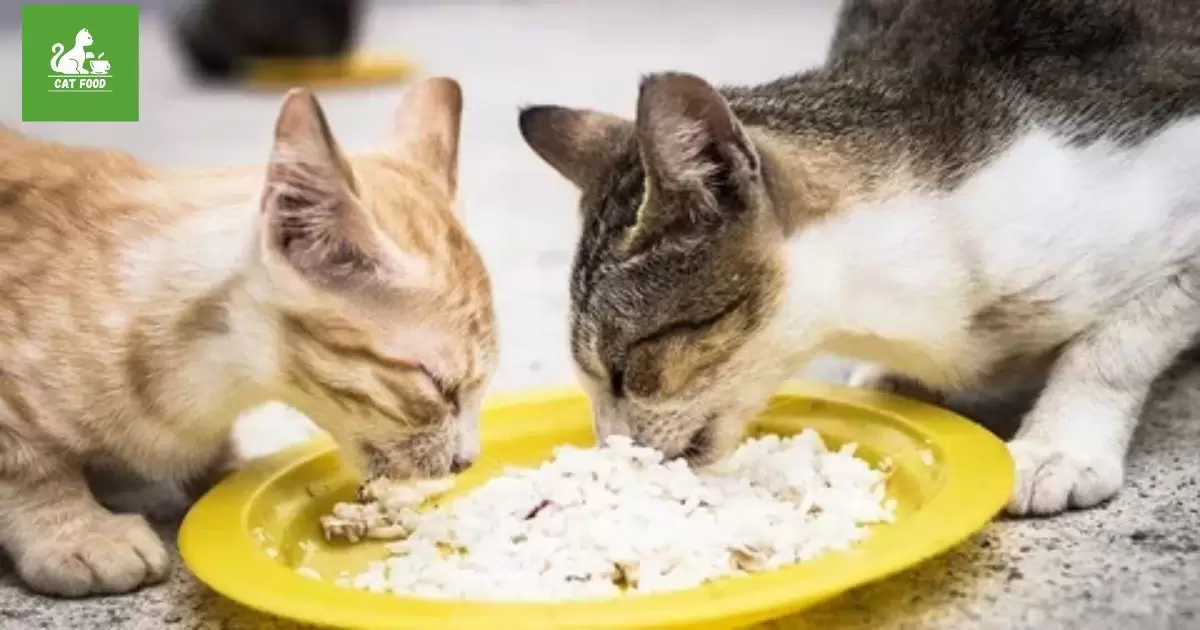 Shared bowls increase fights over food.