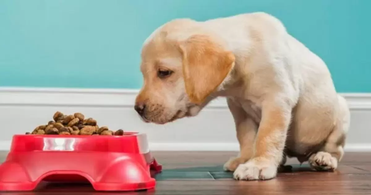 Solutions To Stop Your Dog From Eating The Cat’s Food
