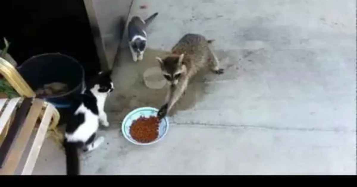 Squirrel Caught on Camera Eating Cat Food
