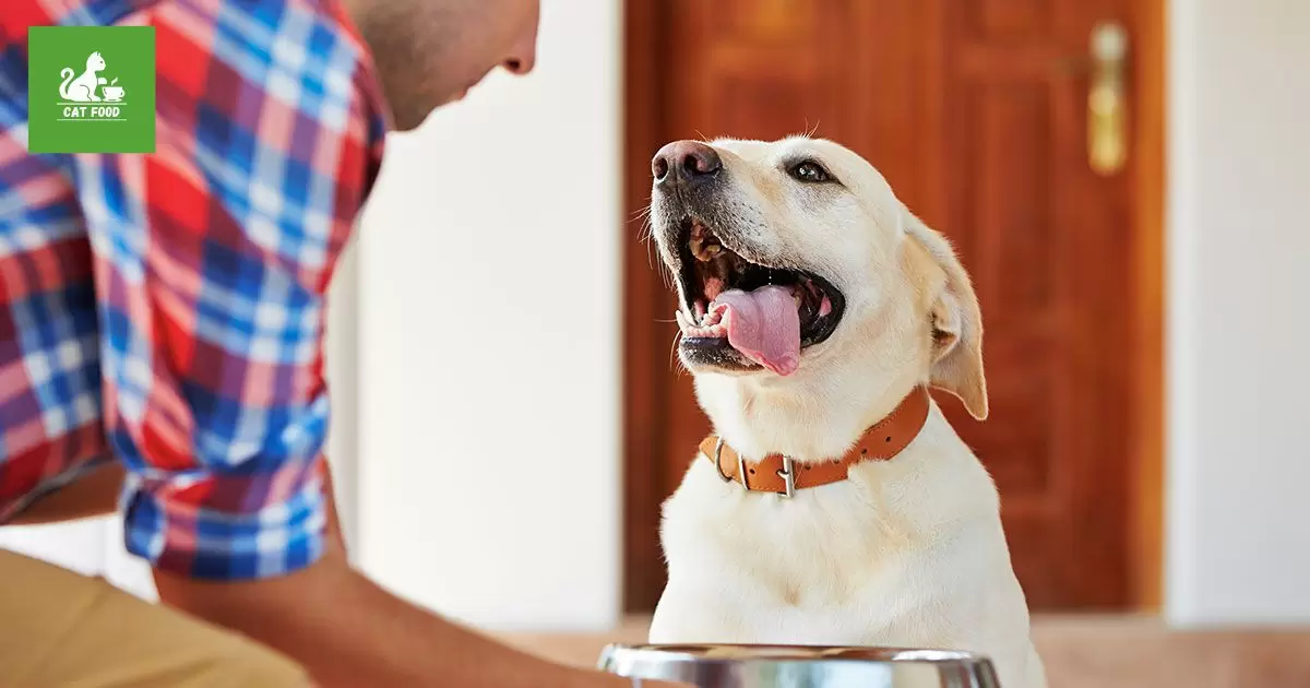 Training dogs to avoid attempting to eat cat food