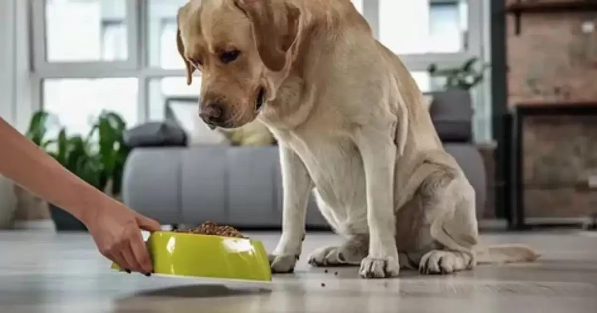 training your dog not to eat cat food