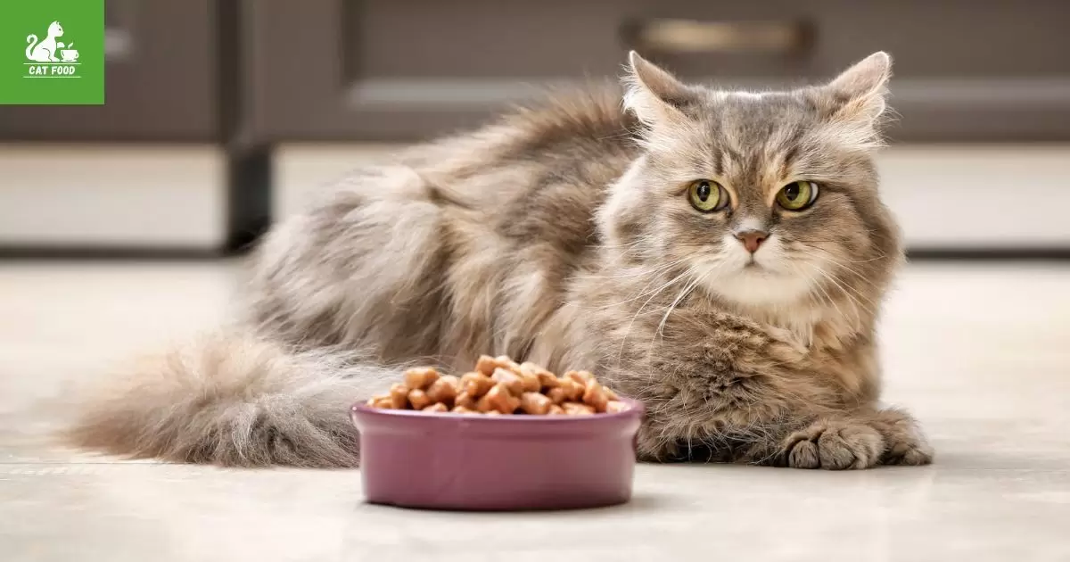 Understanding Indoor Cat Nutritional Needs