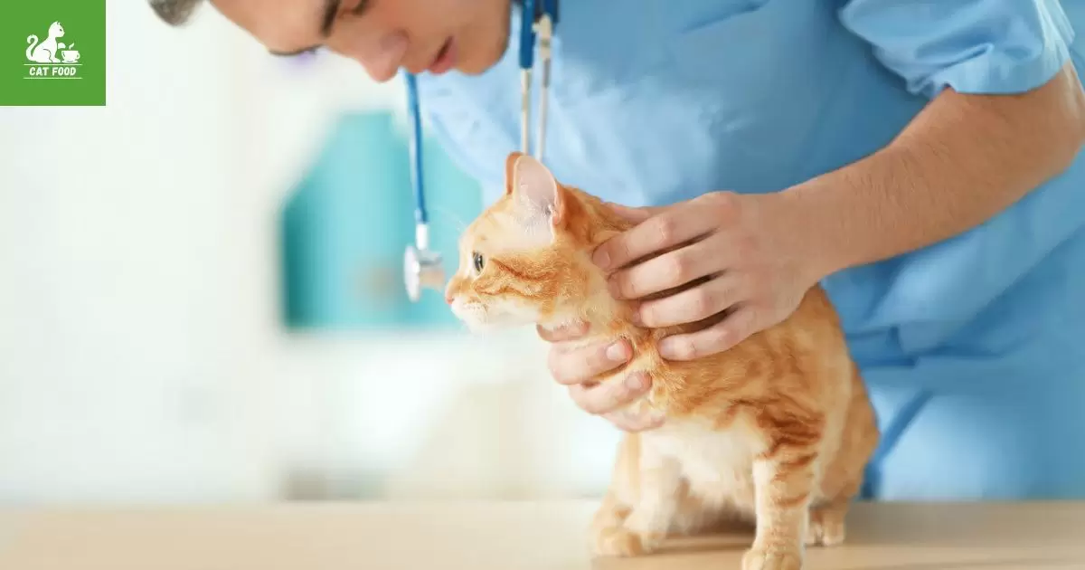 Vet Guidance on Switching Foods