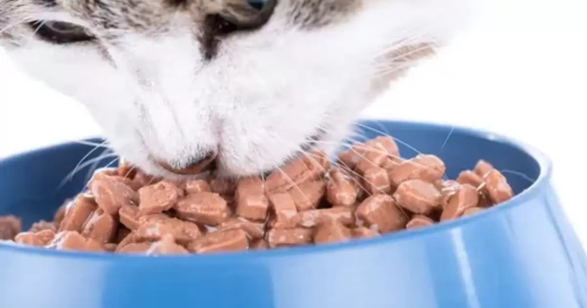 Wet Cat Foods