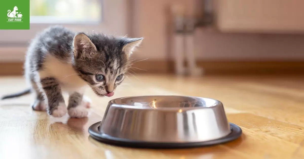When To Switch Kitten To Cat Food?
