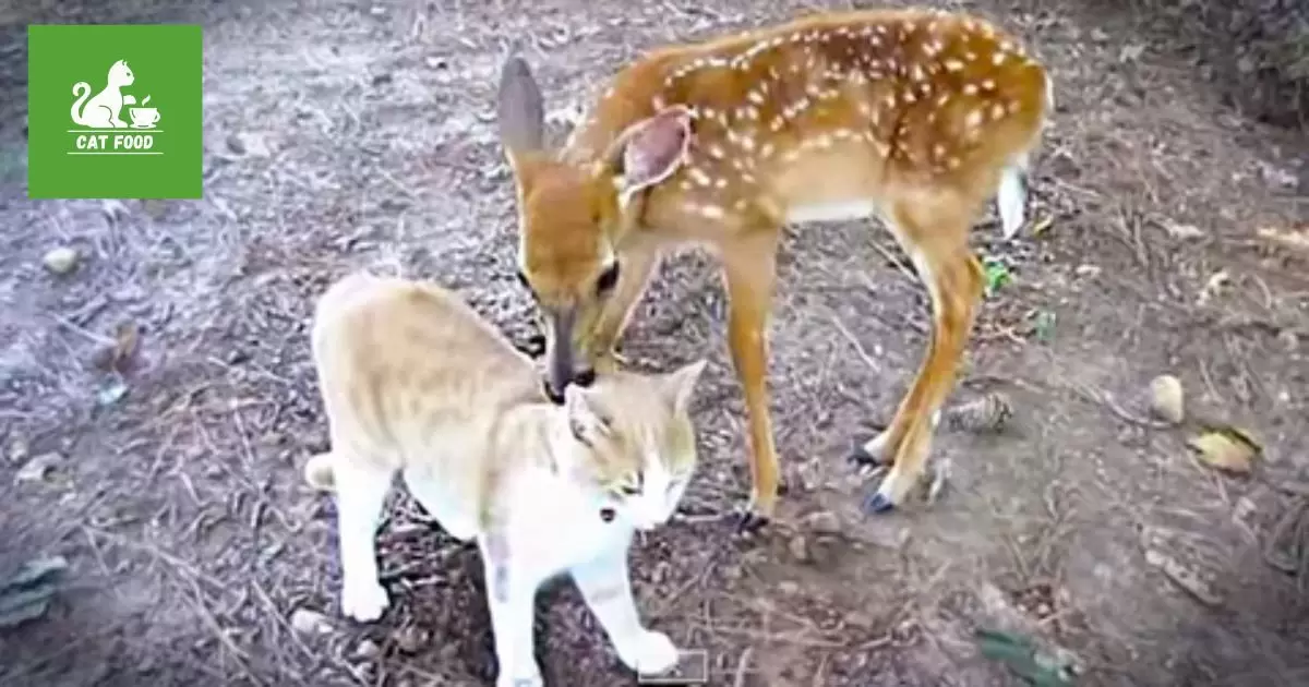 Why Deer Might Be Attracted to Cat Food