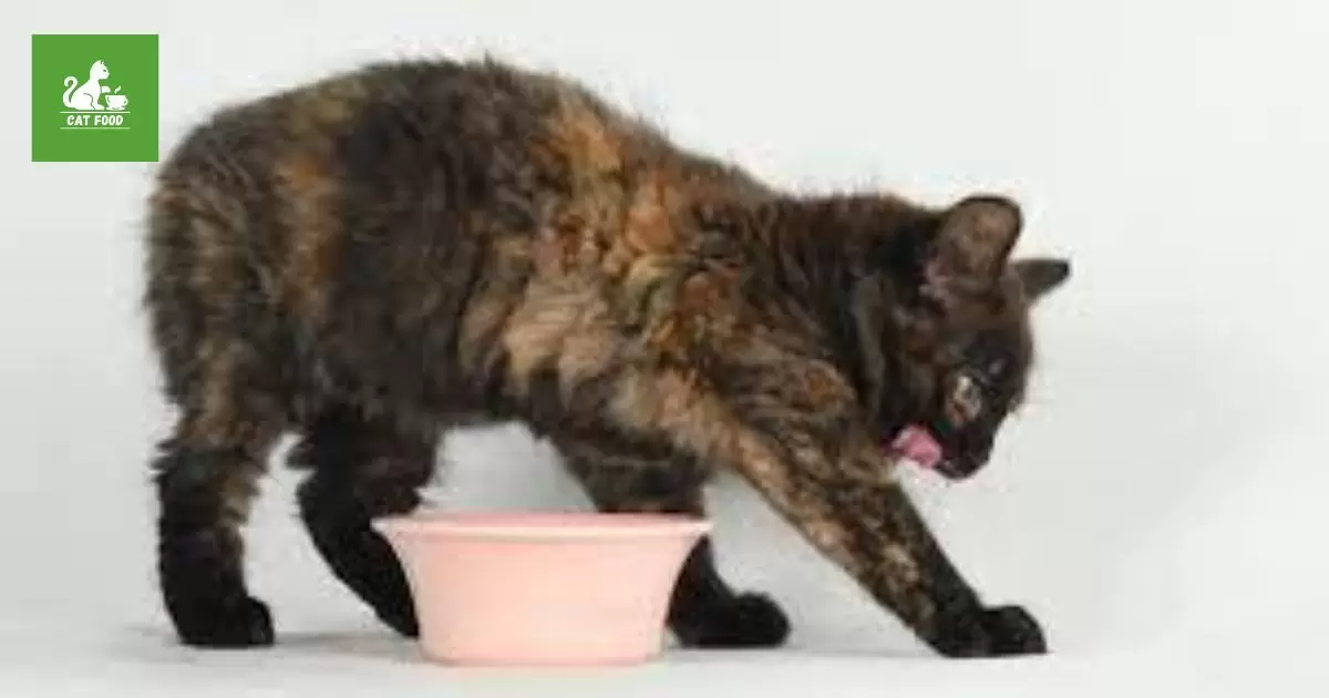 Why Do Cats Scratch Around Food?