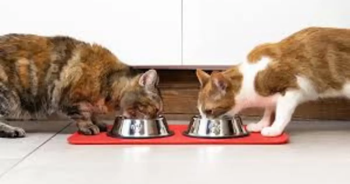 Why Kittens Should Eat Kitten Food