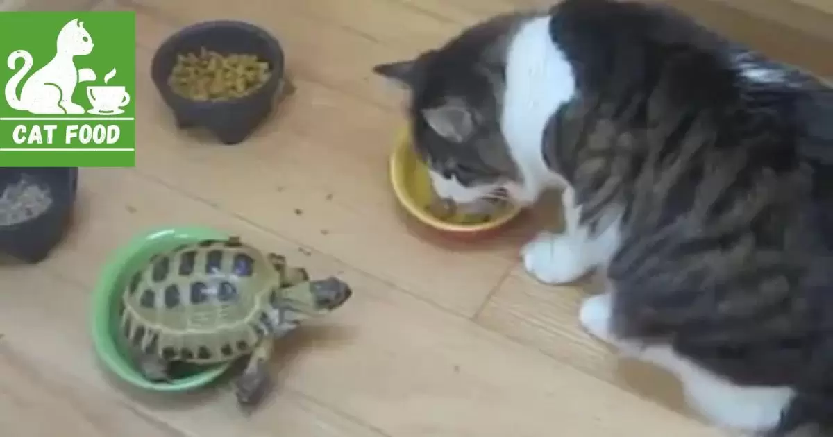 Why Turtles Cannot Eat Cat Food