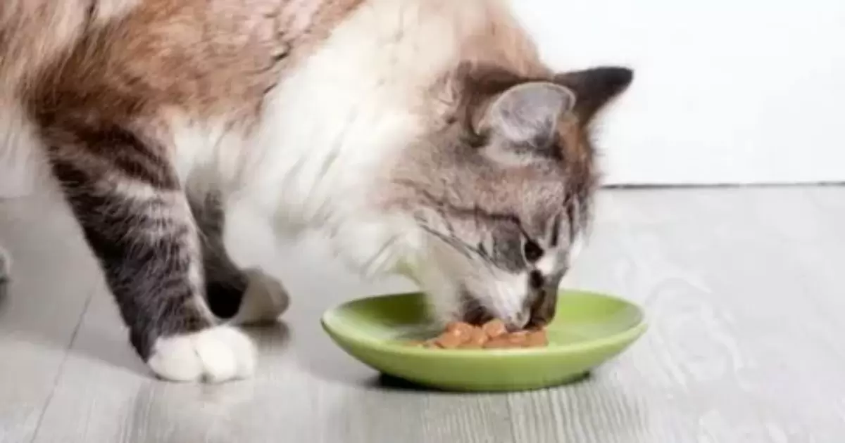why won't my cat eat wet food?
