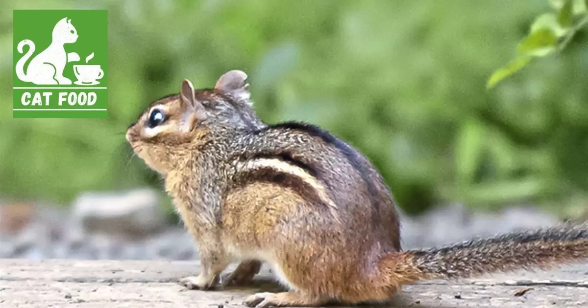 Will Squirrels Eat Cat Food?