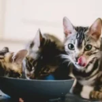Can Adult Cats Eat Kitten Food?