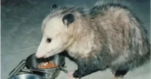 Do possums eat cat food?