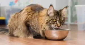 What Cat Food Should Maine Coons Eat?